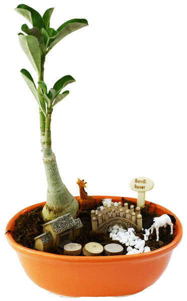 DIY - Forresta Plant Tray