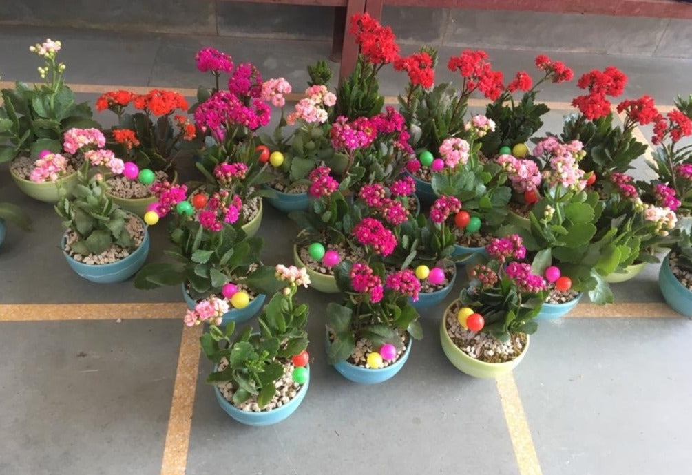 Colorful Kalanchoe