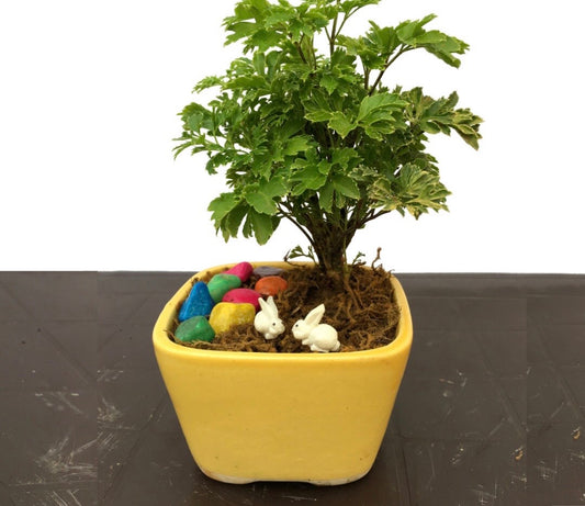 aralia, bunnies, colored pebbles