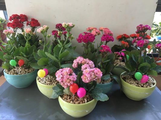 colorful, kalanchoe, paradise