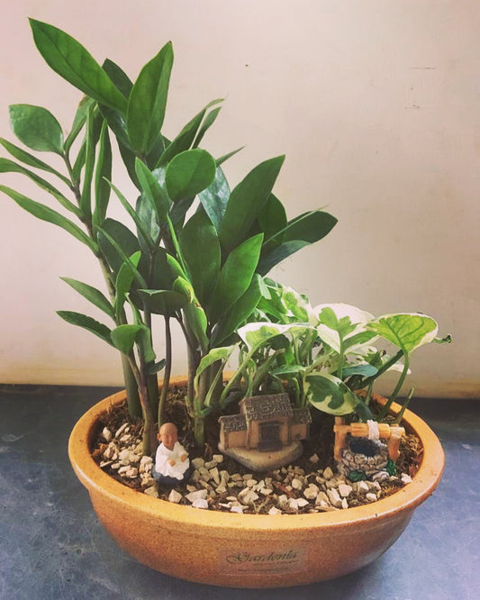 buddha, zen, master, cottage, well, forest, zamia, english ivy