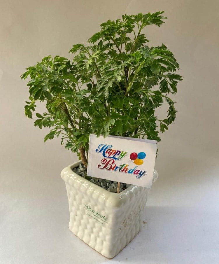 Aralia with Birthday Card