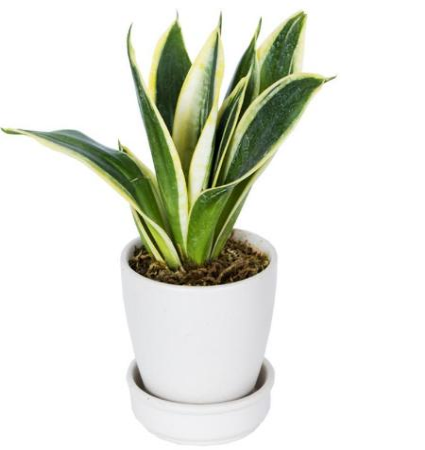 Little White Sansevieria – Gardenia Jaipur