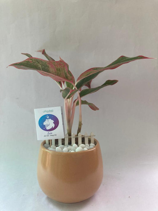 leo, aglaonema, zodiac, singh, raashi, horoscope, sun sign