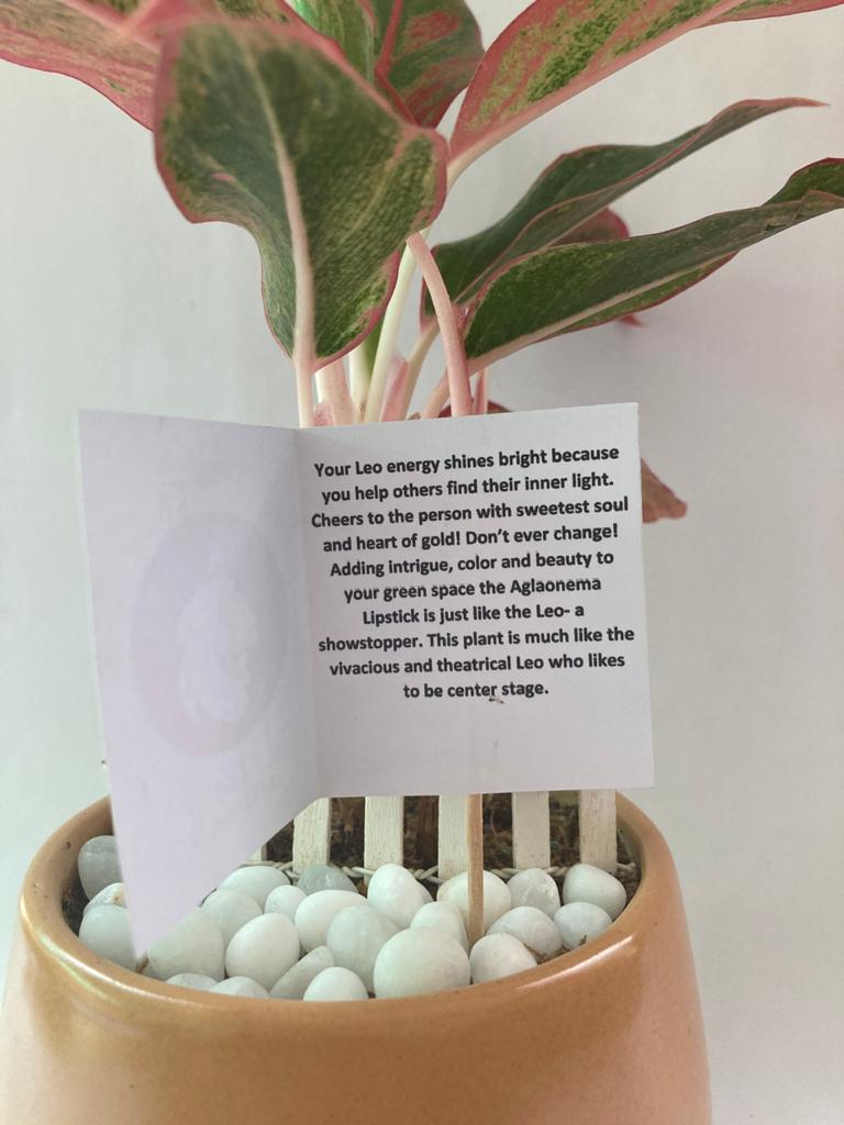 Aglaonema for Leo/ Singh Raashi