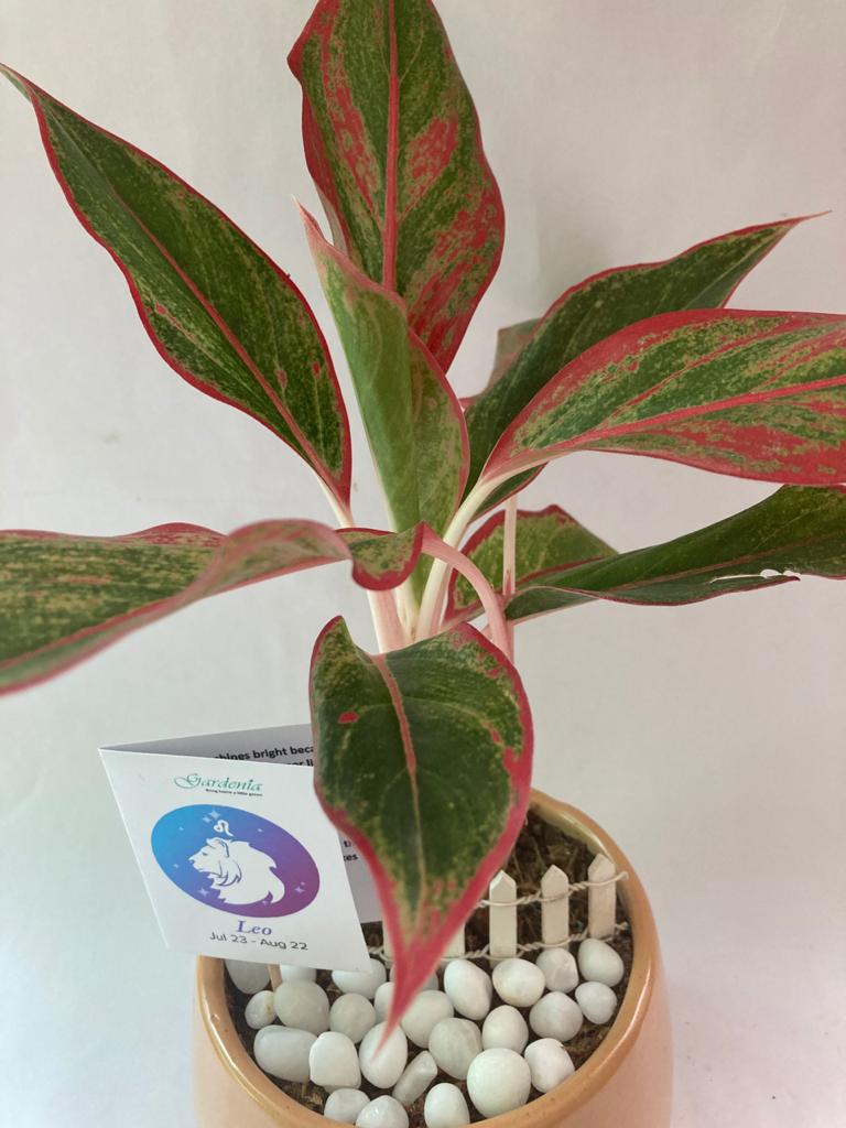Aglaonema for Leo/ Singh Raashi