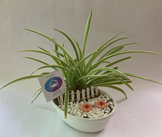 cancer, kark, chlorophytum, zodiac, rashi, horoscope, sun sign