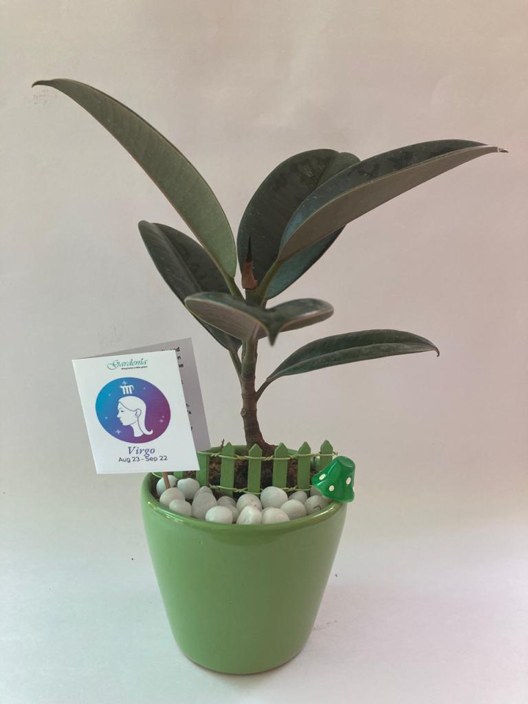 virgo, kanya, rubber plant, zodiac, rashi, horoscope, sun sign