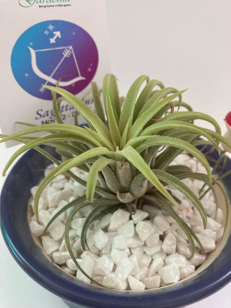 Air Plant for Sagittarius/ Dhanu Raashi