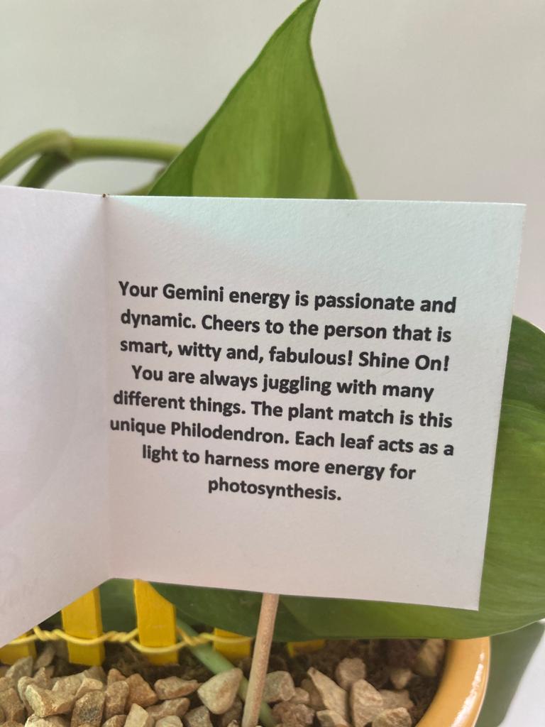 Philodendron for Gemini/ Mithun Raashi