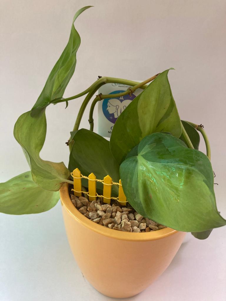 Philodendron for Gemini/ Mithun Raashi