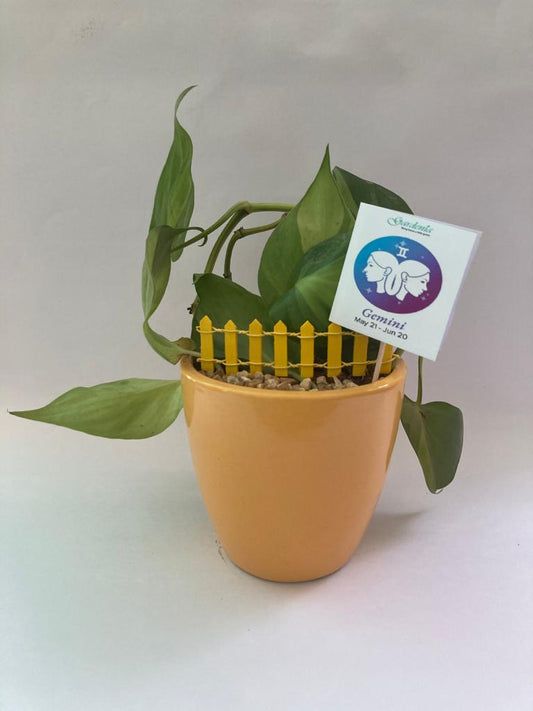 gemni, philodendron, zodiac, mithun, rashi, horoscope, sun sign