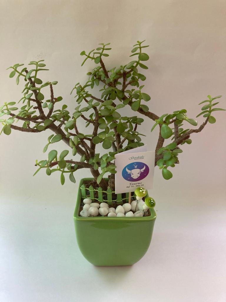 taurus succulent Jade Plant for Taurus/ Vrishabh Raashi – Gardenia Jaipur