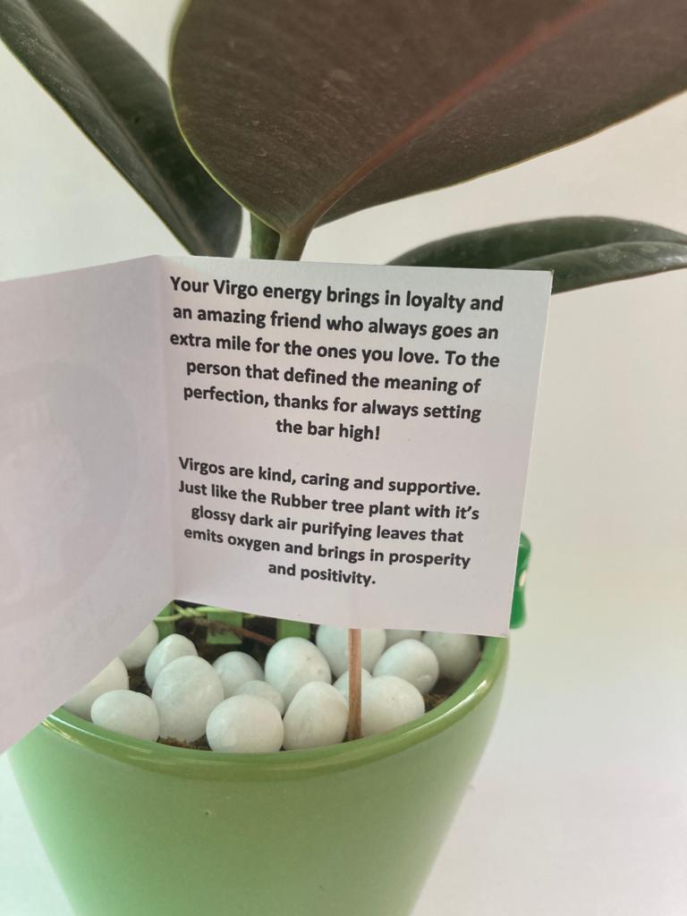 Rubber Plant for Virgo/ Kanya Raashi