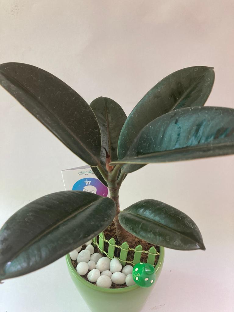 Rubber Plant for Virgo/ Kanya Raashi
