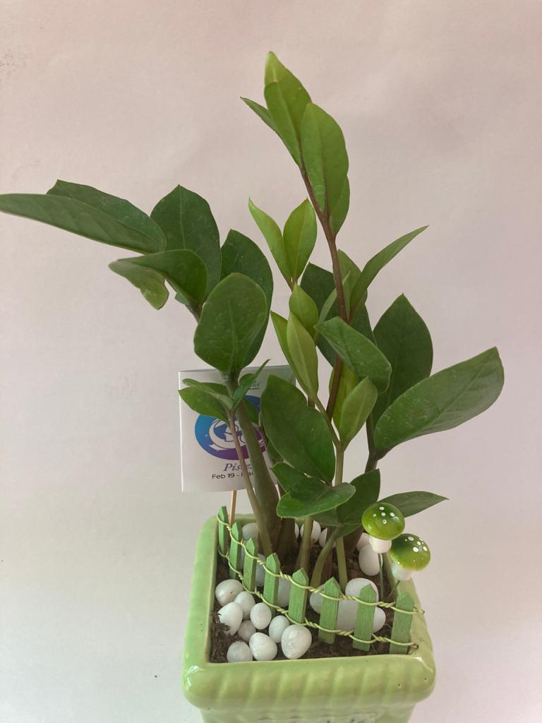 Zamia for Pisces/ Meen Raashi