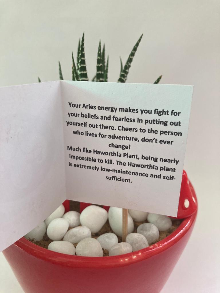 Haworthia for Aries