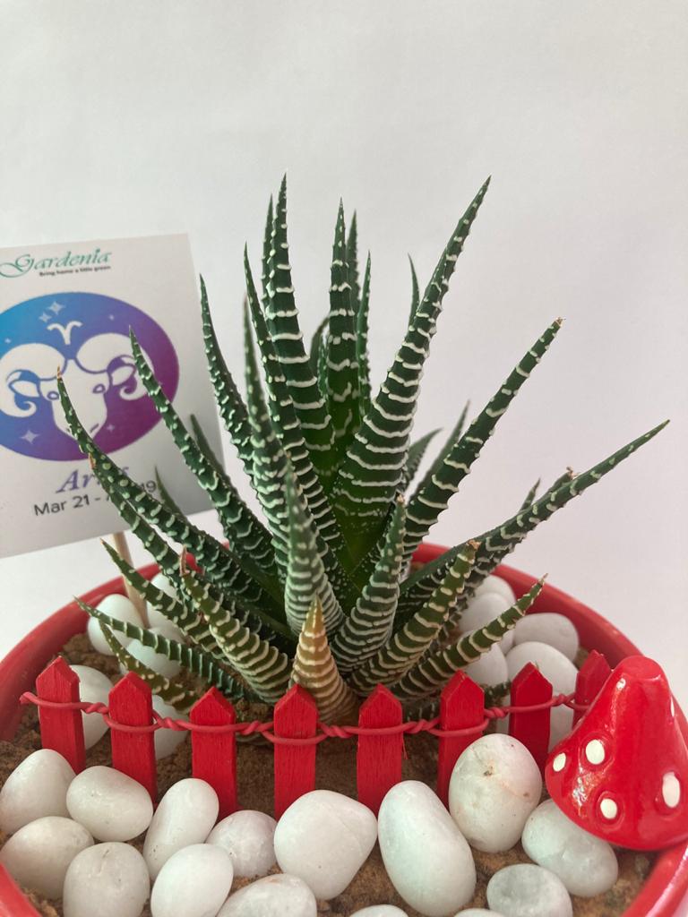 Haworthia for Aries