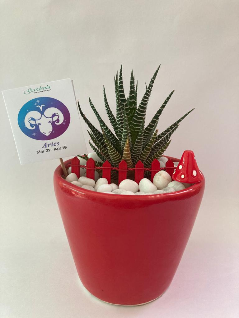aries, mesha, haworthia, zodiac, rashi, horoscope, sun sign