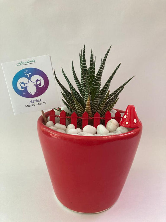 aries, mesha, haworthia, zodiac, rashi, horoscope, sun sign