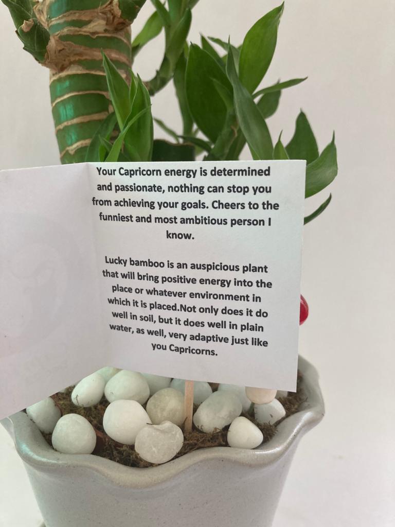 Lucky Bamboo for Capricorn/ Makar Raashi