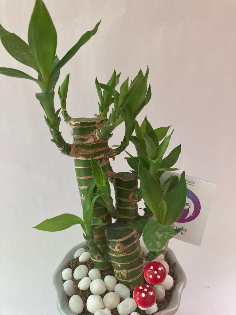 Lucky Bamboo for Capricorn/ Makar Raashi
