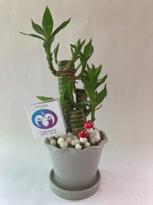 caprocorn, sea goat, lucky bamboo, makar, zodiac, rashi, horoscope, sun sign, fishtail