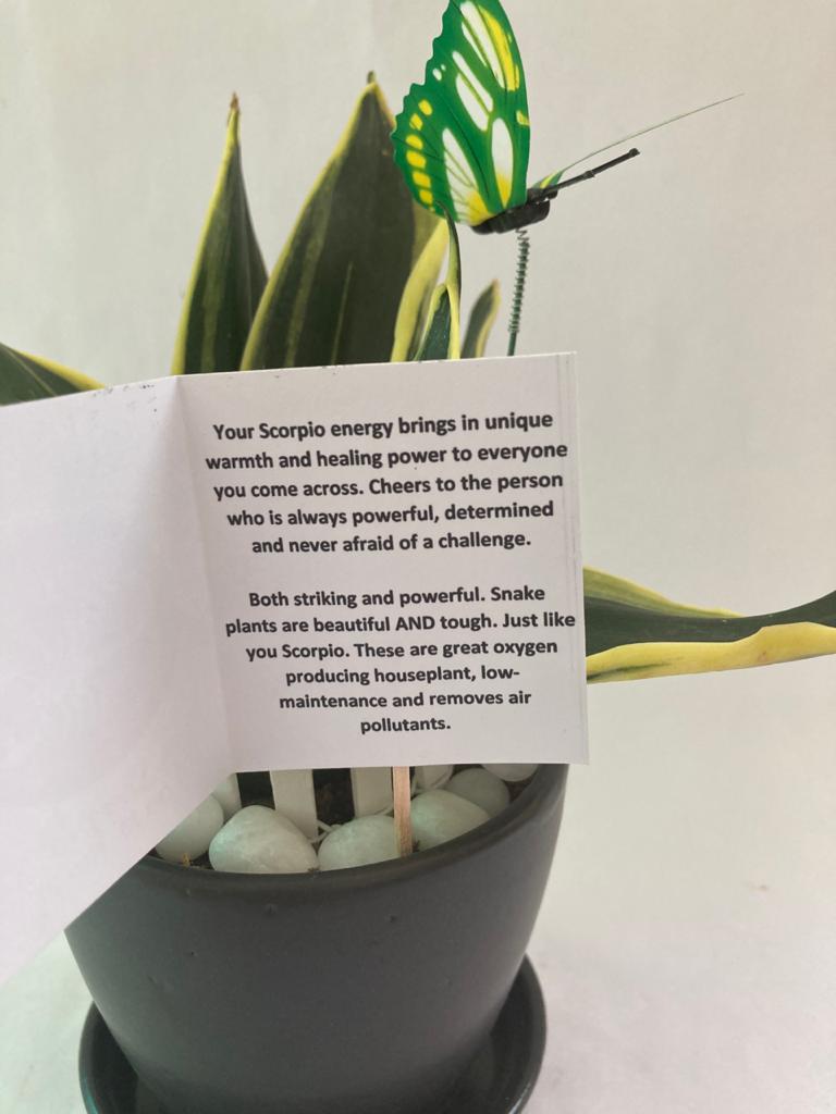 Sansevieria for Scorpio/ Vrishchak Raashi