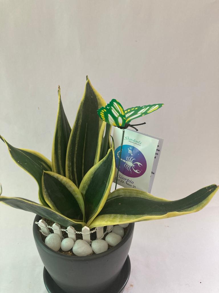 Sansevieria for Scorpio/ Vrishchak Raashi