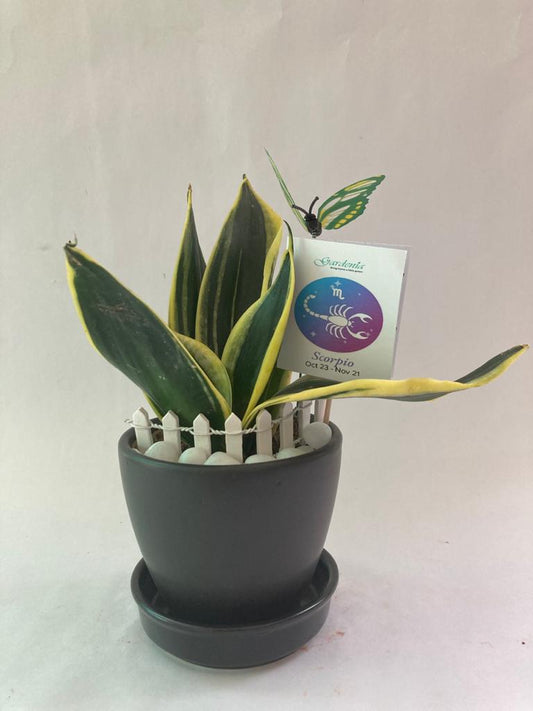 scorpio, sansevieria, vrishchak, snake plant, zodiac, rashi, horoscope, sun sign, determined, brave