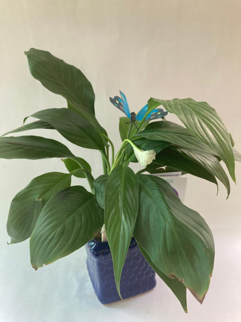 Peace Lily for Libra/Tula Raashi