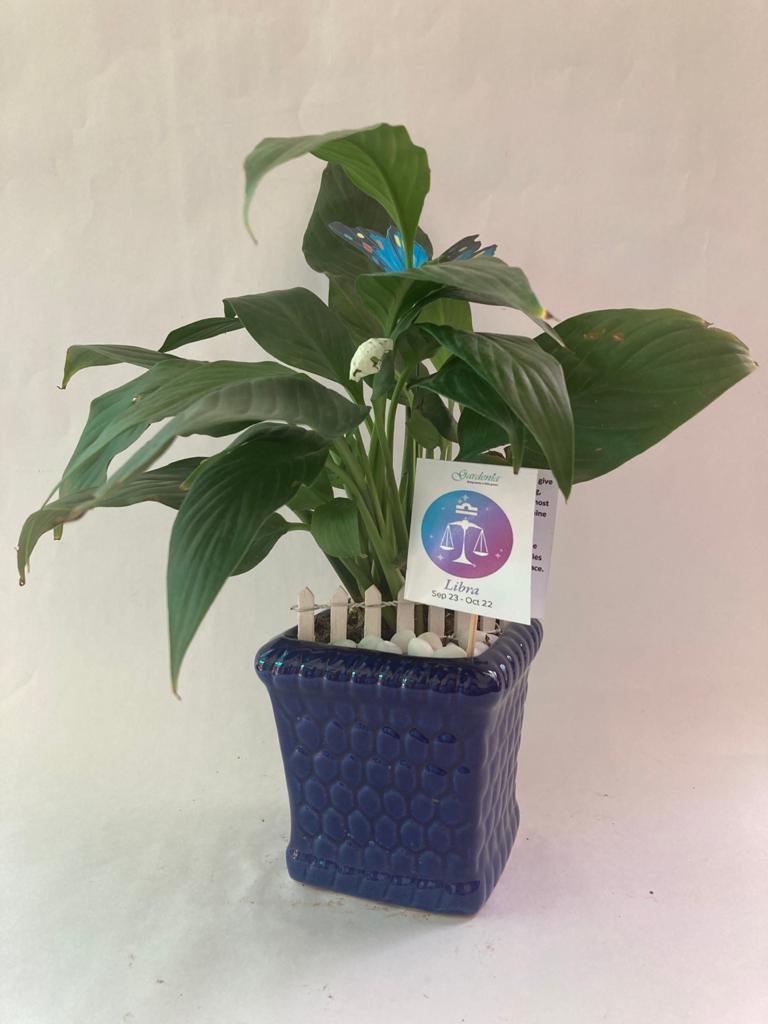 tula, libra, tarazu, scales, peace lily, zodiac, rashi, horoscope, sun sign
