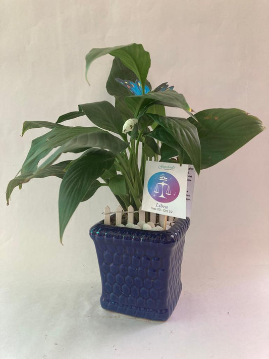 tula, libra, tarazu, scales, peace lily, zodiac, rashi, horoscope, sun sign