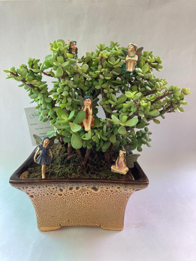 pari, paudha, fairy, jade, wizard garden, familly