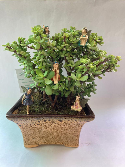 pari, paudha, fairy, jade, wizard garden, familly