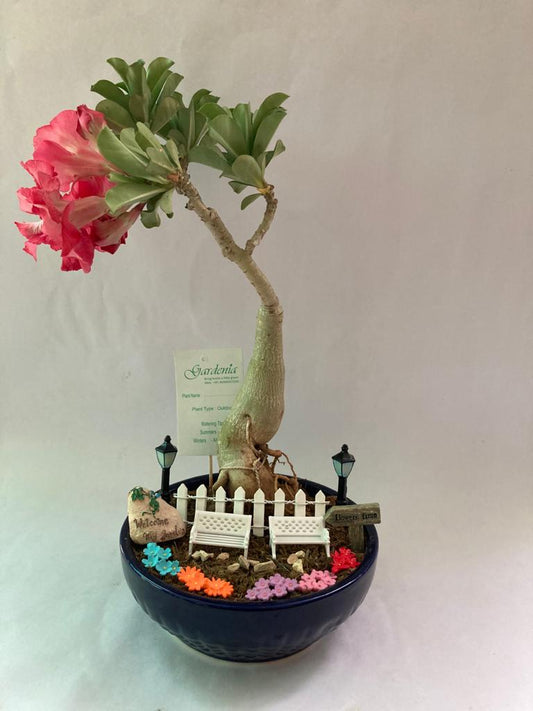 adenium, pink, flower, blooming, chair, tree, relax, chilling, desert, rose