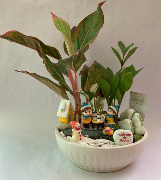 snow, winters, woolens, mountain, zamia, aglaonema, snowman, car, hill station, barf