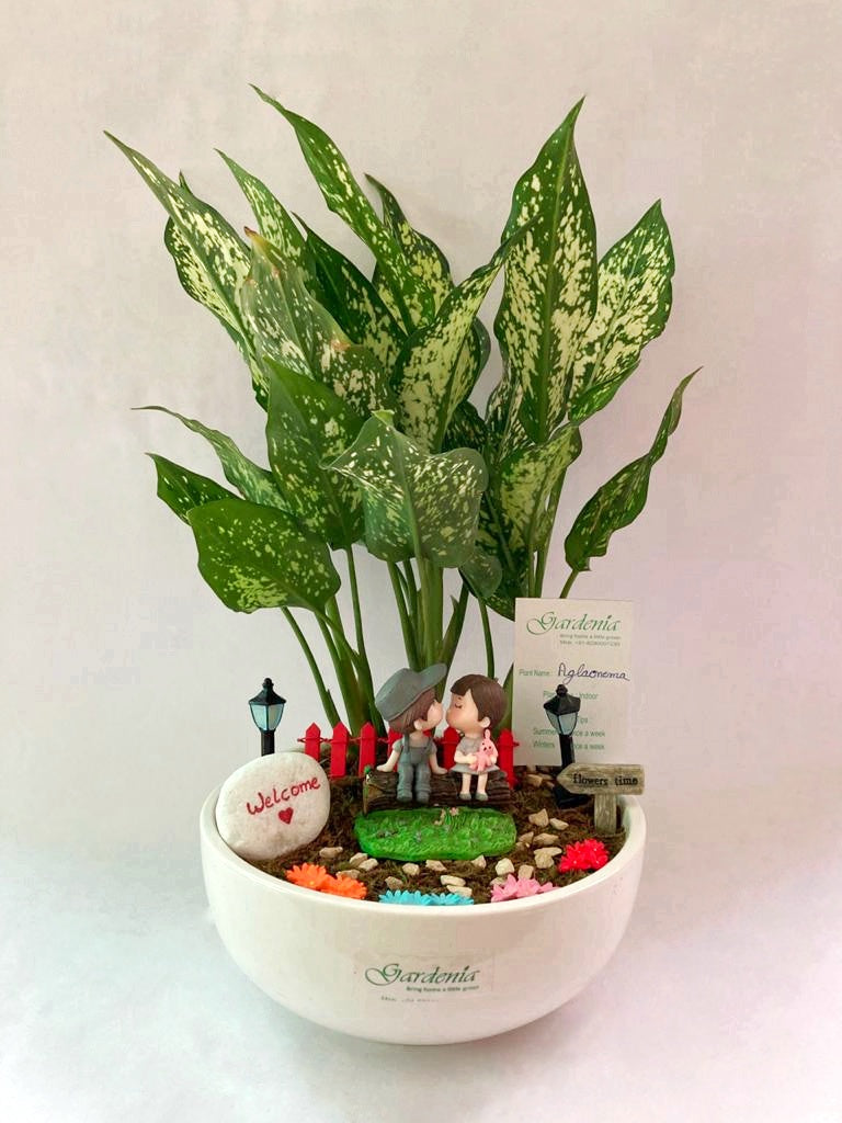 flower time, couple, love, aglaonema, cute, lover