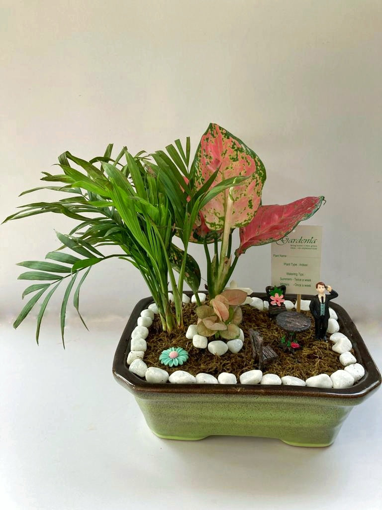 aglonema, snow, white, snowflake, katrina, lipstick, bamboo palm, syngonium, men, work