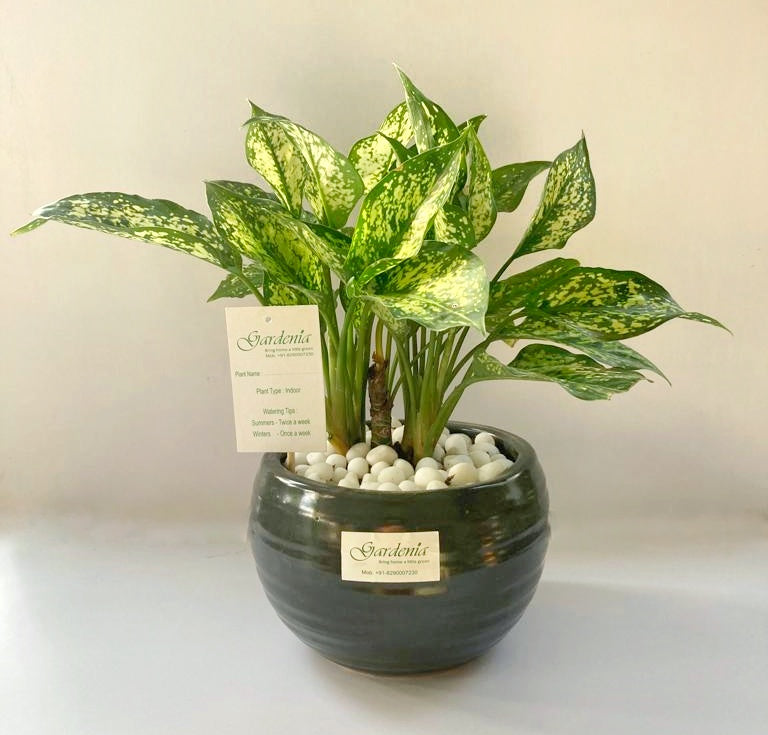 aglaonema air purifying india Smile with Aglonema – Gardenia Jaipur