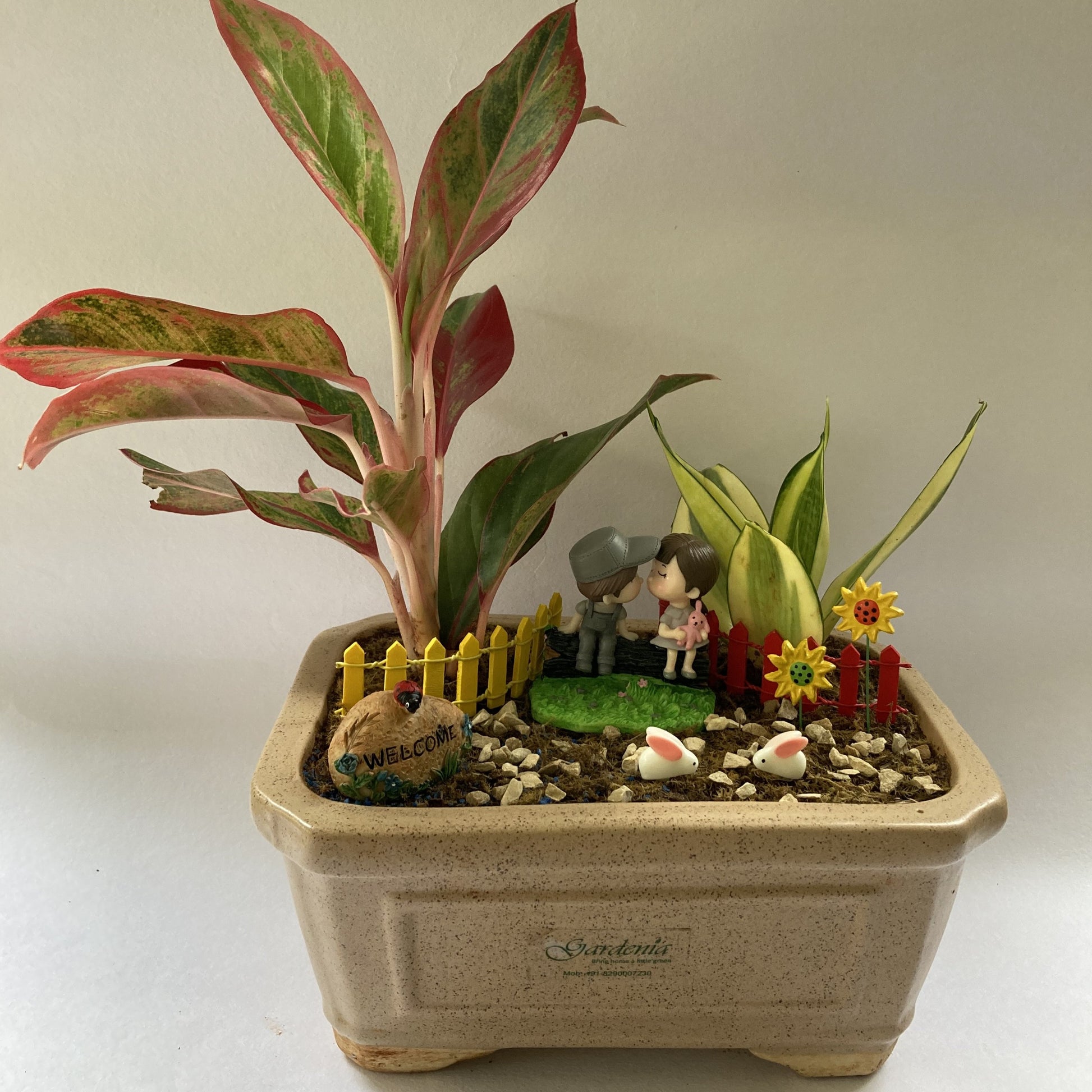 love is in the air, sweet couple, cute,  An evening near aglaonema, love bird