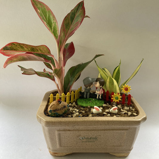love is in the air, sweet couple, cute,  An evening near aglaonema, love bird