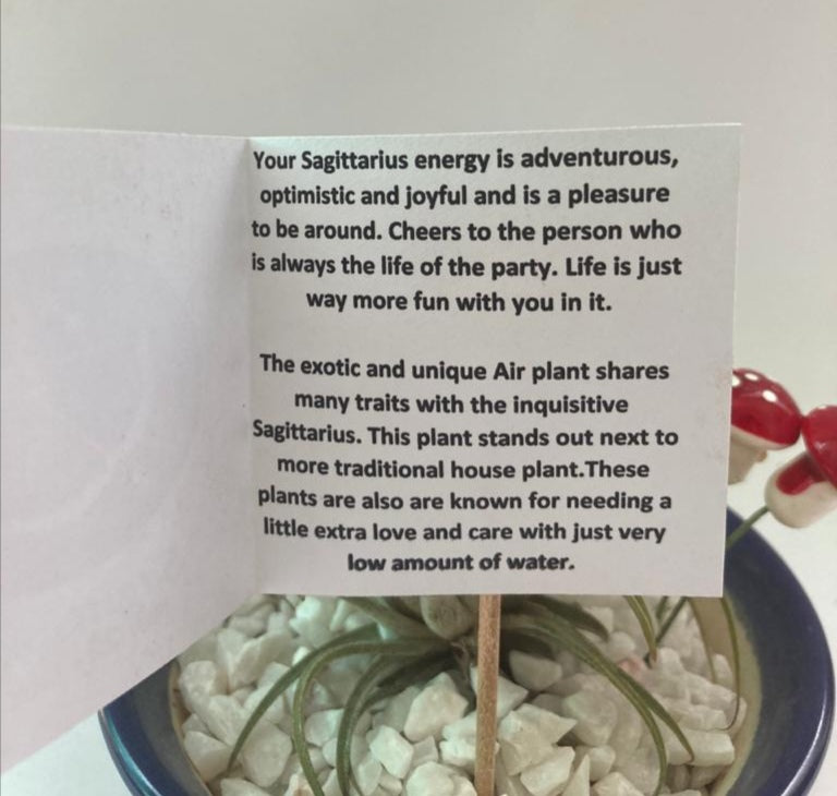 Air Plant for Sagittarius/ Dhanu Raashi
