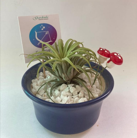 sagittarius, air plant, zodiac, dhanu, raashi, horoscope, sun sign