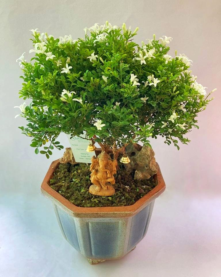 The Sacred Tree