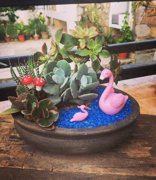 swan, succulent, haworthia, kalanchoe