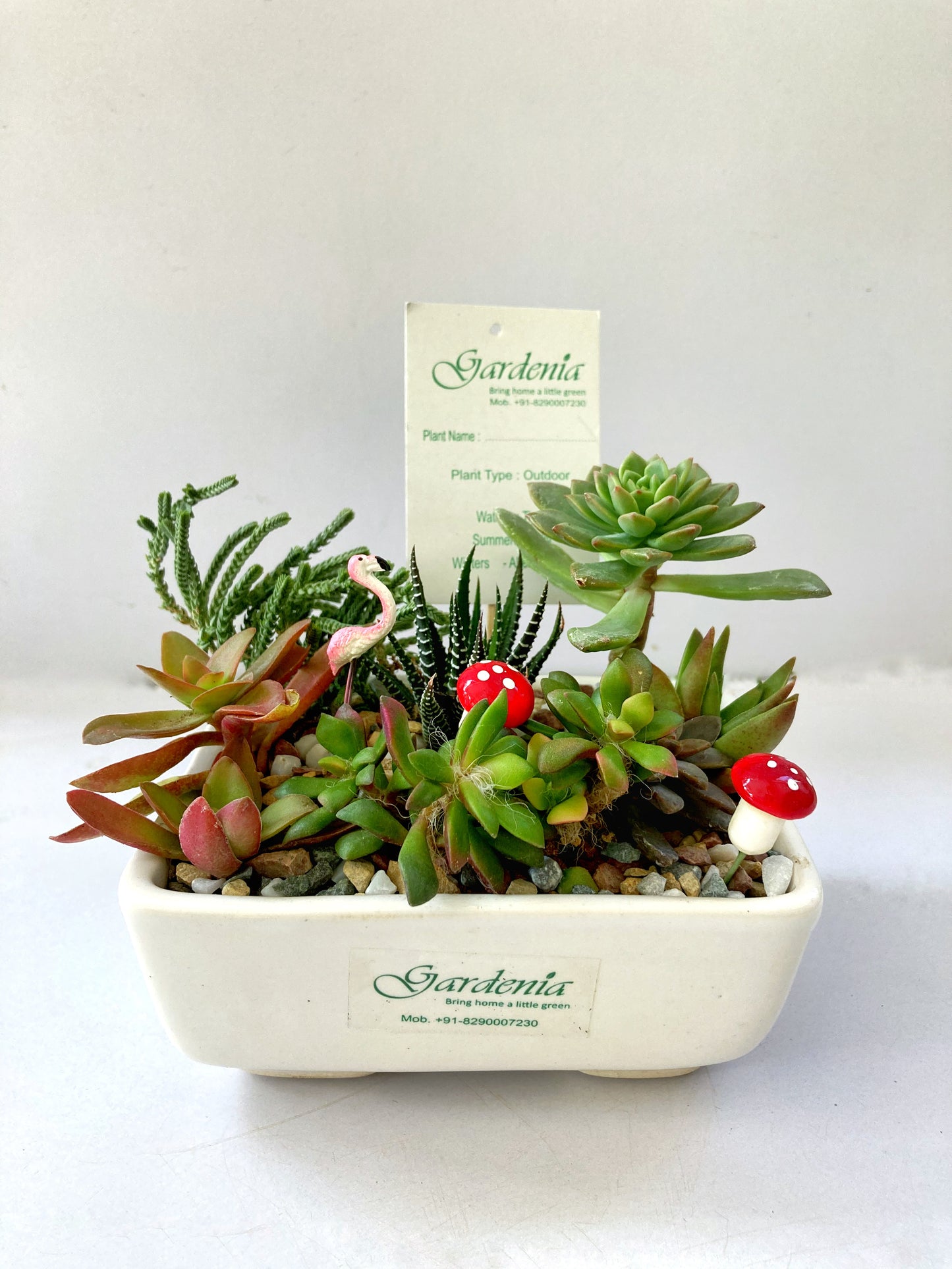 succulent