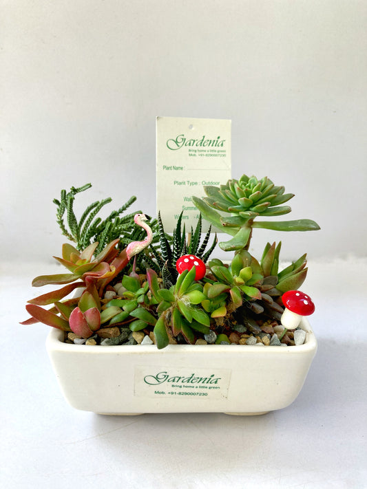 succulent