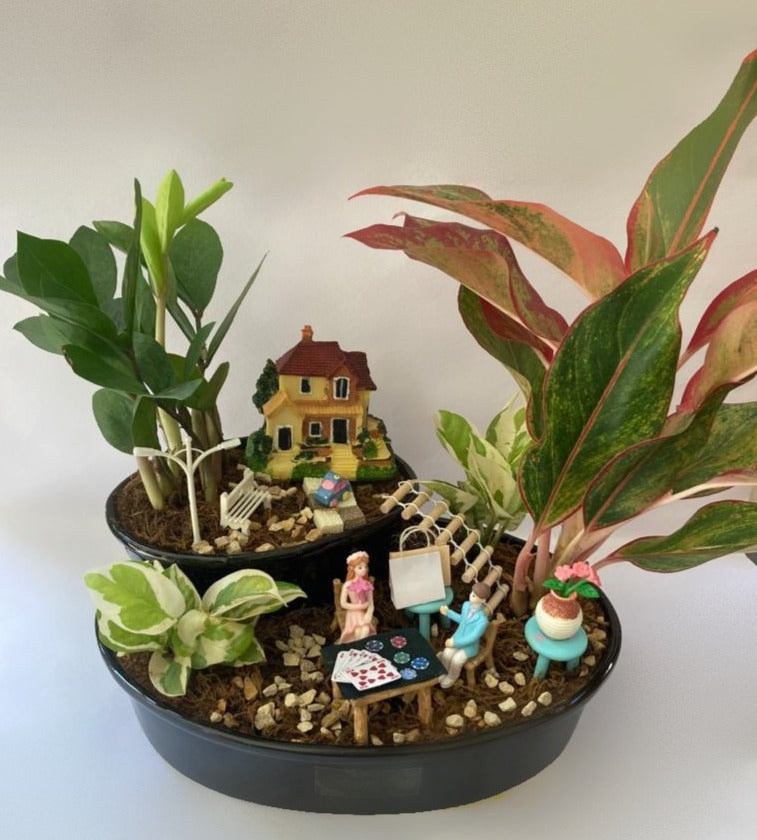 aglaonema, zamia, money plant, poker, taash, patte,