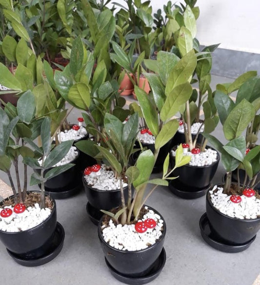 zamia, zz, air, purifying, black, pot